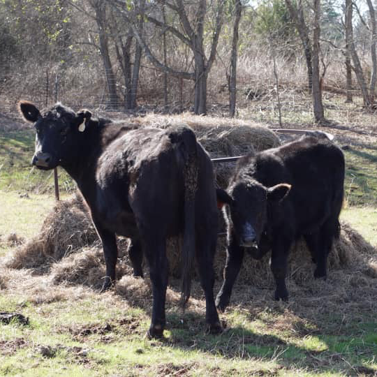 ywam-tyler-agtech-missionary-cows