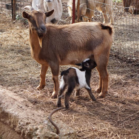 ywam-tyler-agtech-missionary-goats