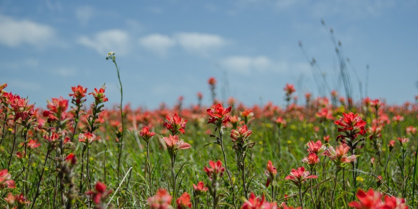 Flowers-167361-edited