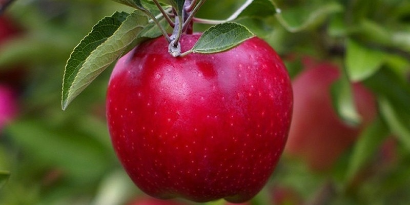 Red-Delicious-Apple-402301-edited.jpg